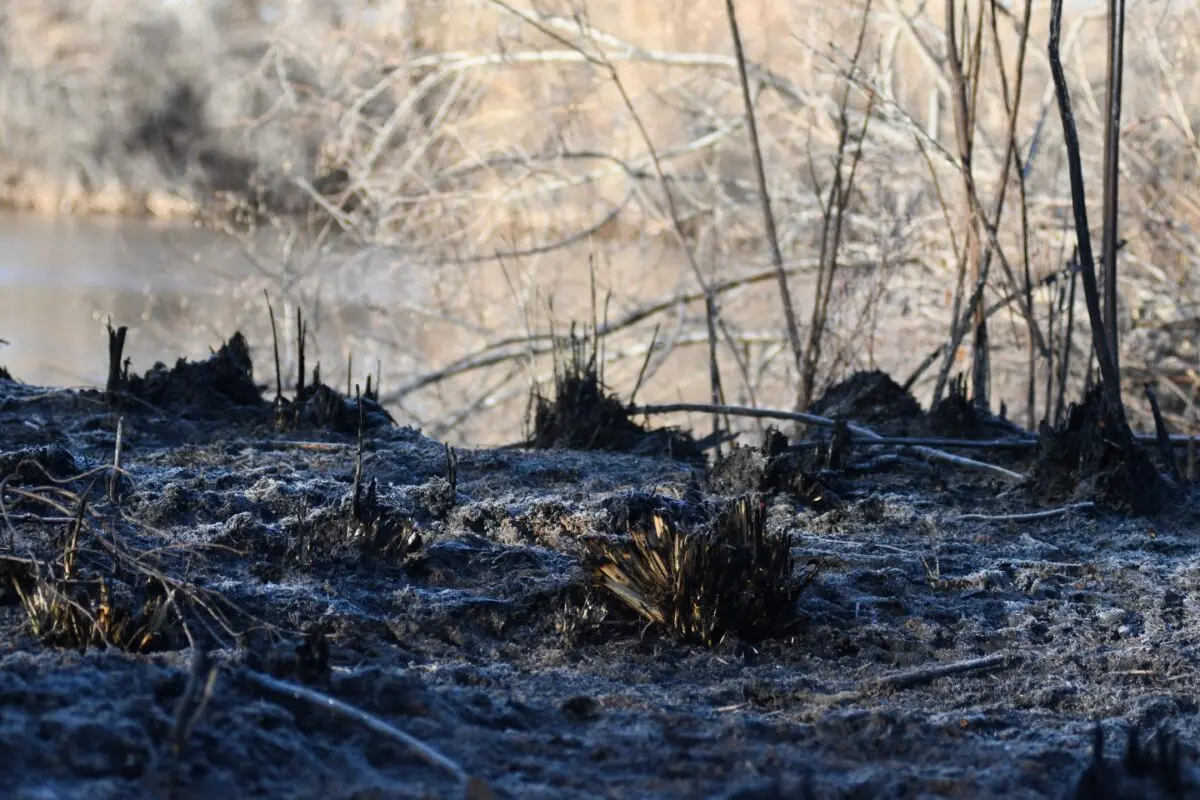 Bosque Fire