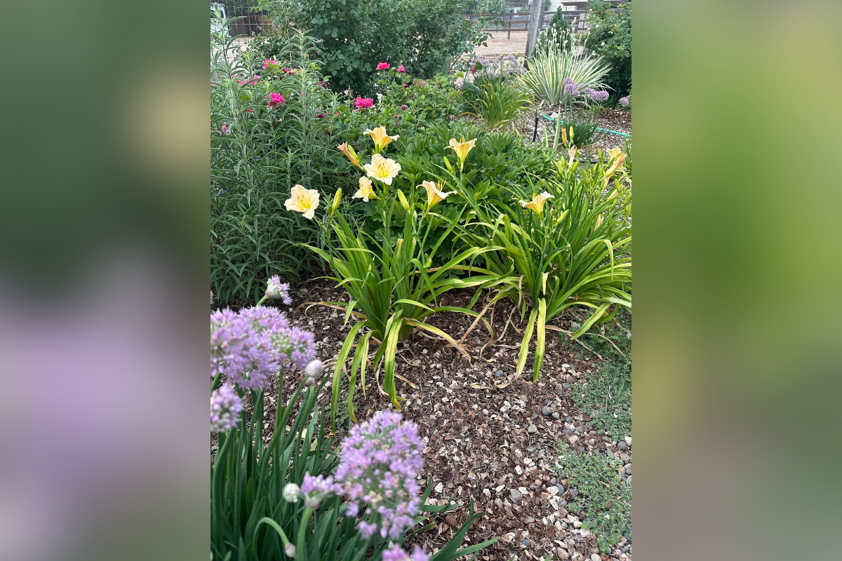 Corrales gardeners curious about growing food, capturing rainwater or outsmarting pests without chemicals can get a close-up look at five working properties during the 2026 Corrales Garden Tour on May 16.