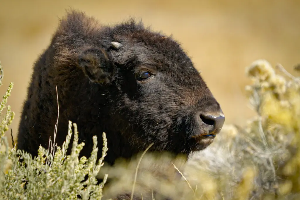 A young bison grazes in a meadow (Photo by Ben Clark)
