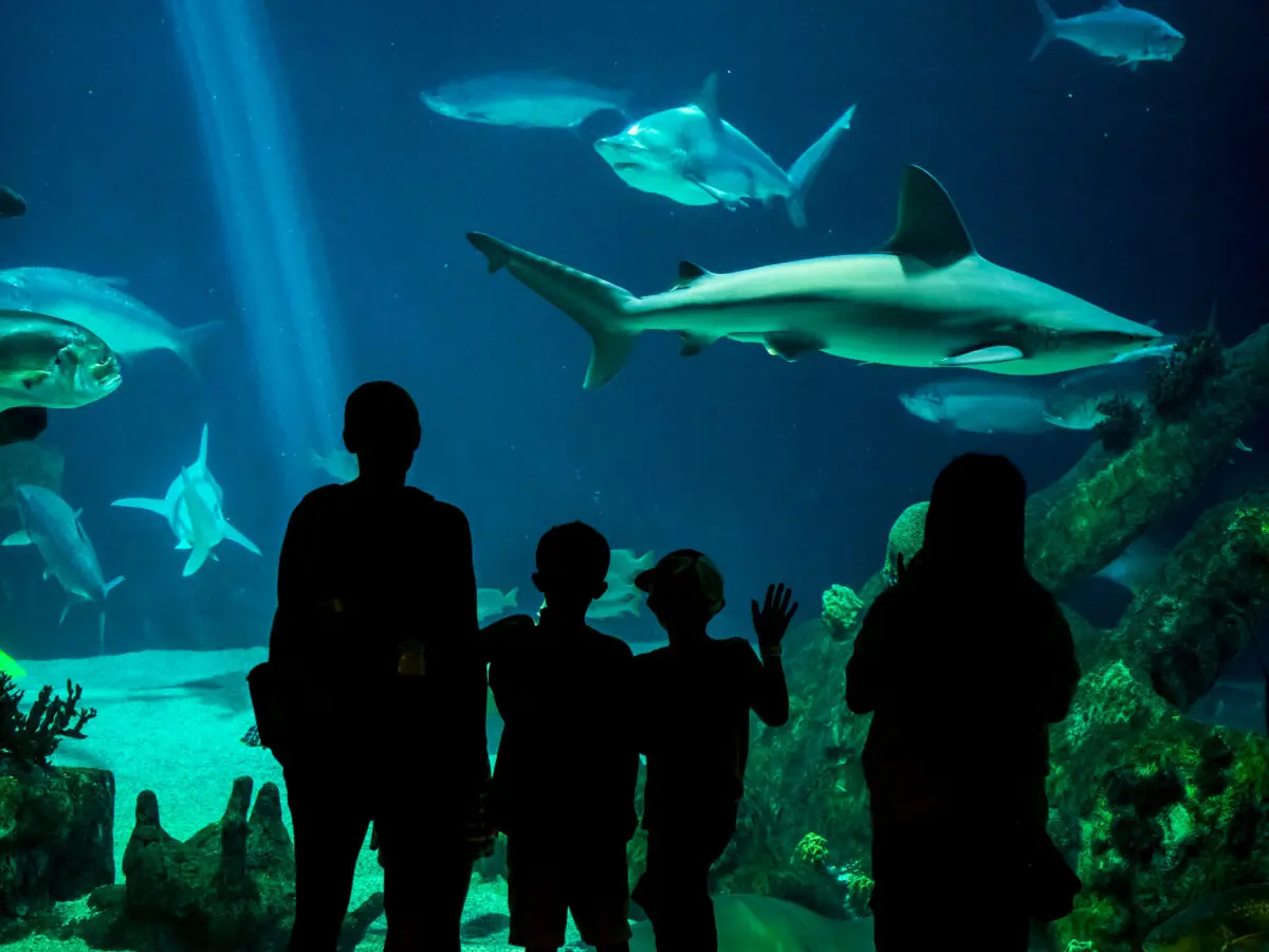 A family enjoys the BioPark Aquarium. (ABQ Free Images)