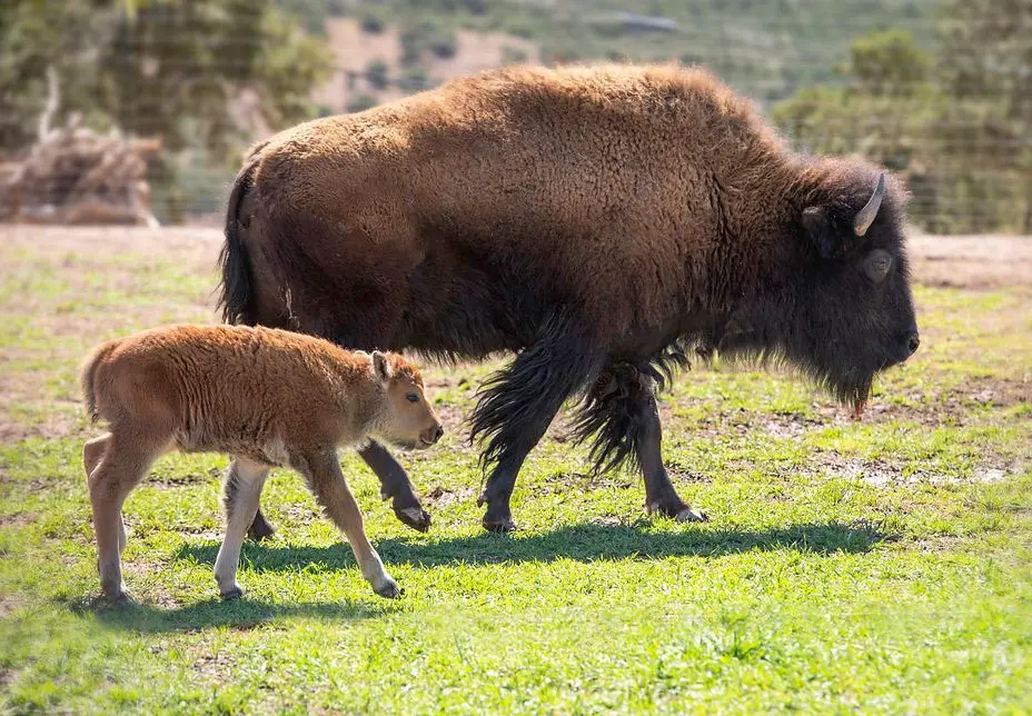 An adult bison and a calf taking a stroll. Bison are new at the Elk Ridge Ranch, site of the June 20 Placitas RanchFest.