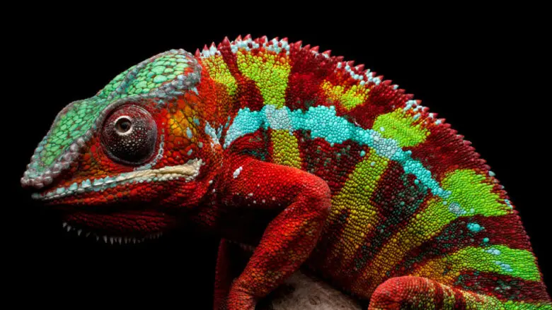 Image of a chameleon