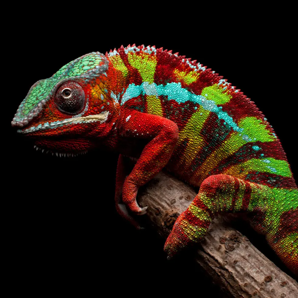 Reptile expo