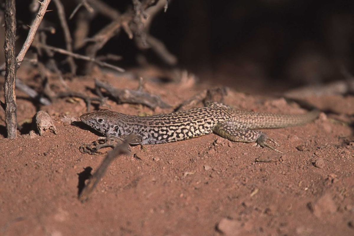 The official state reptile of New Mexico is the New Mexico whiptail lizard (Aspidoscelis neomexicanus). Nicknamed the Lesbian Lizard, this lizard is entirely female and reproduces through parthenogenesis (a process where females lay eggs that develop into exact clones of the mother, without needing a male).
