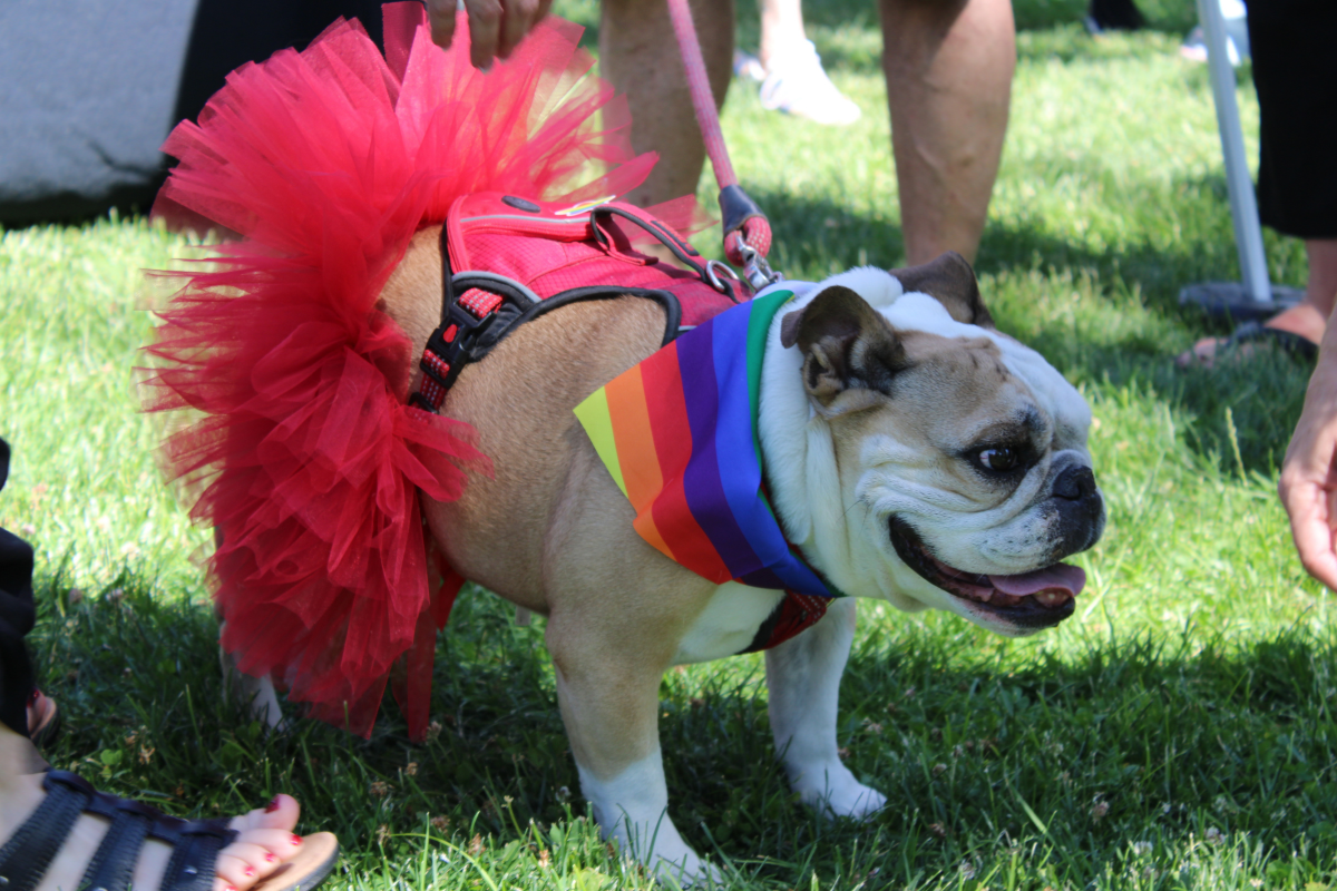 Sandoval County held its first-ever Pride festival June 6 at Haynes Park in Rio Rancho, drawing an estimated 8,000 to 10,000 people to a free, family-friendly event that organizers said exceeded every expectation. (Julian Paras)