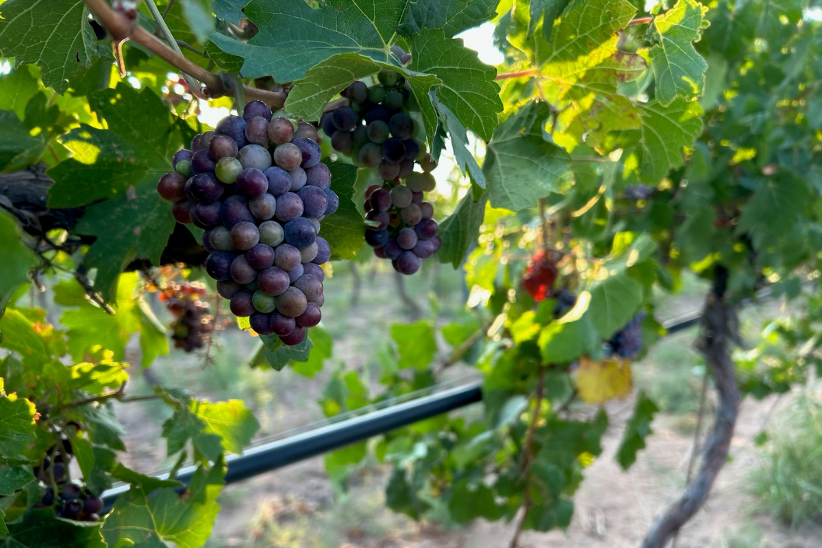 Premium Wine Grapes Growing at the Tamaya Vineyard on the Pueblo of Santa Ana. (Courtesy photo)
