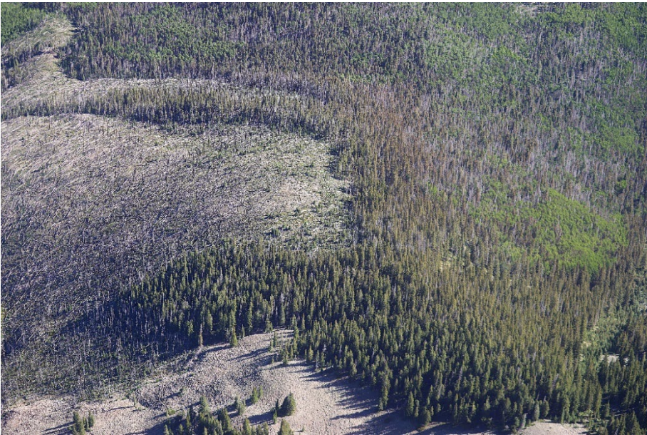 Spruce beetle-killed trees near blowdown in the Carson. Photo by Crystal Tischler, USFS. Over the last decade, 291,000 acres with spruce beetle-killed trees have been mapped in New Mexico.