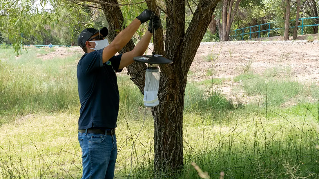 An Albuquerque Environmental Health Department employee deploys a mosquito surveillance trap. The city's five-person Urban Biology team uses data collected from these traps to monitor roughly 20 local species and track high-priority public health threats like West Nile virus. (CABQ)