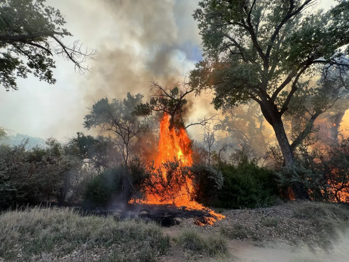 Pictured is a Bosque fire near the river and Montano Bridge. Photo by Roberto E. Rosales/The City Desk. January 12th, 2024.