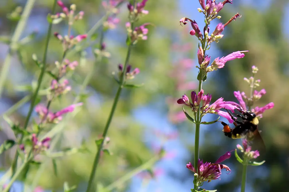 A bee forages among flowers at Quigley Park, one of several Albuquerque parks with dedicated pollinator gardens. (Julian Paras)