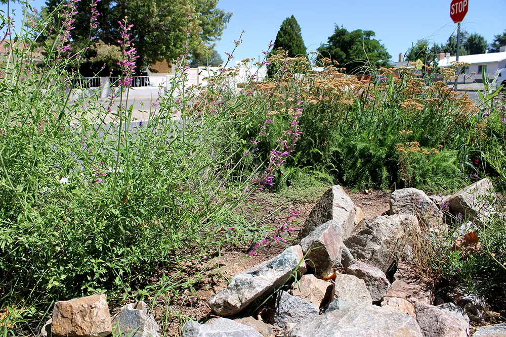 Native wildflowers bloom in a pollinator garden at Quigley Park, part of Albuquerque's effort to expand pollinator habitat citywide. (Julian Paras)