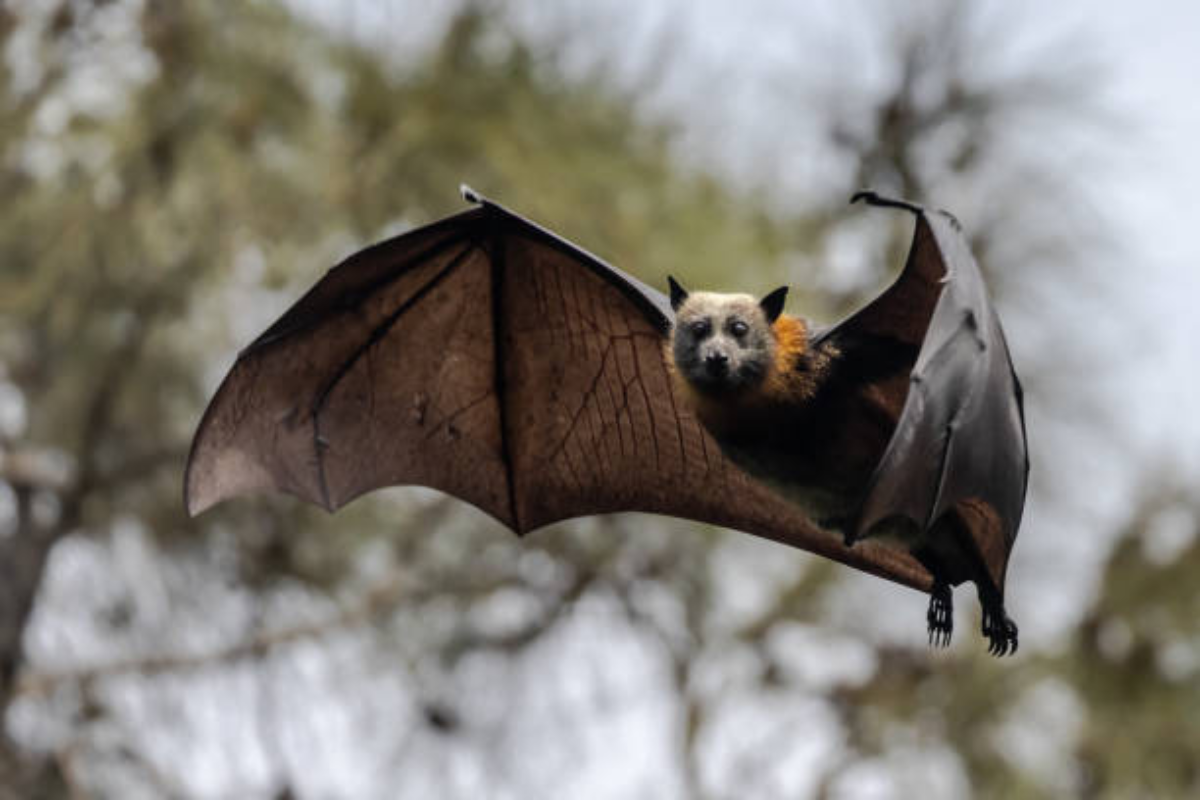 A bat found inside a Corrales home tested positive for rabies, marking the state's ninth confirmed animal case of 2026 and prompting health officials to renew warnings about handling wildlife.