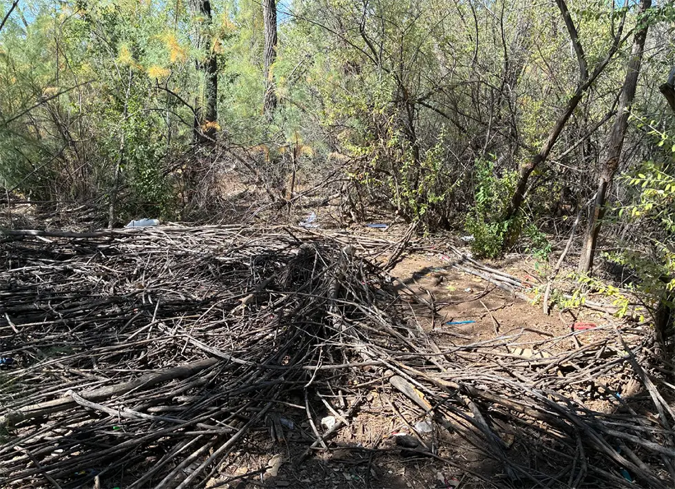 Brush and fallen branches cover a former Bosque encampment site after crews removed a shelter and debris. (Courtesy Bernalillo County)