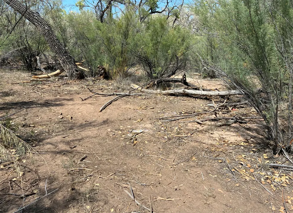 The Bosque site after crews removed the tent and personal belongings, leaving an open patch of dirt. (Courtesy Bernalillo County)