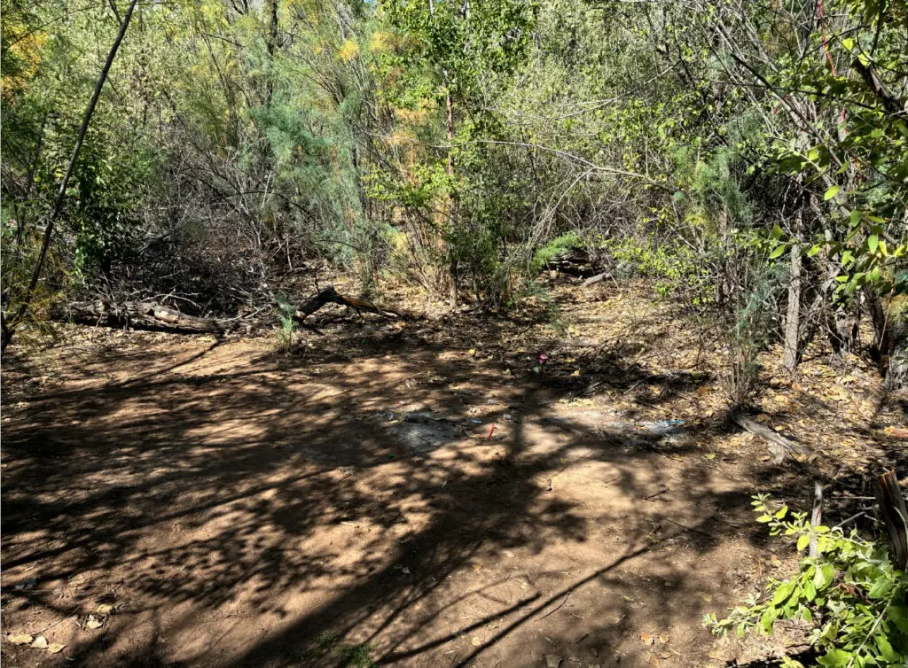 The Bosque site after crews removed the tent, cleared debris and thinned surrounding brush. (Courtesy Bernalillo County)