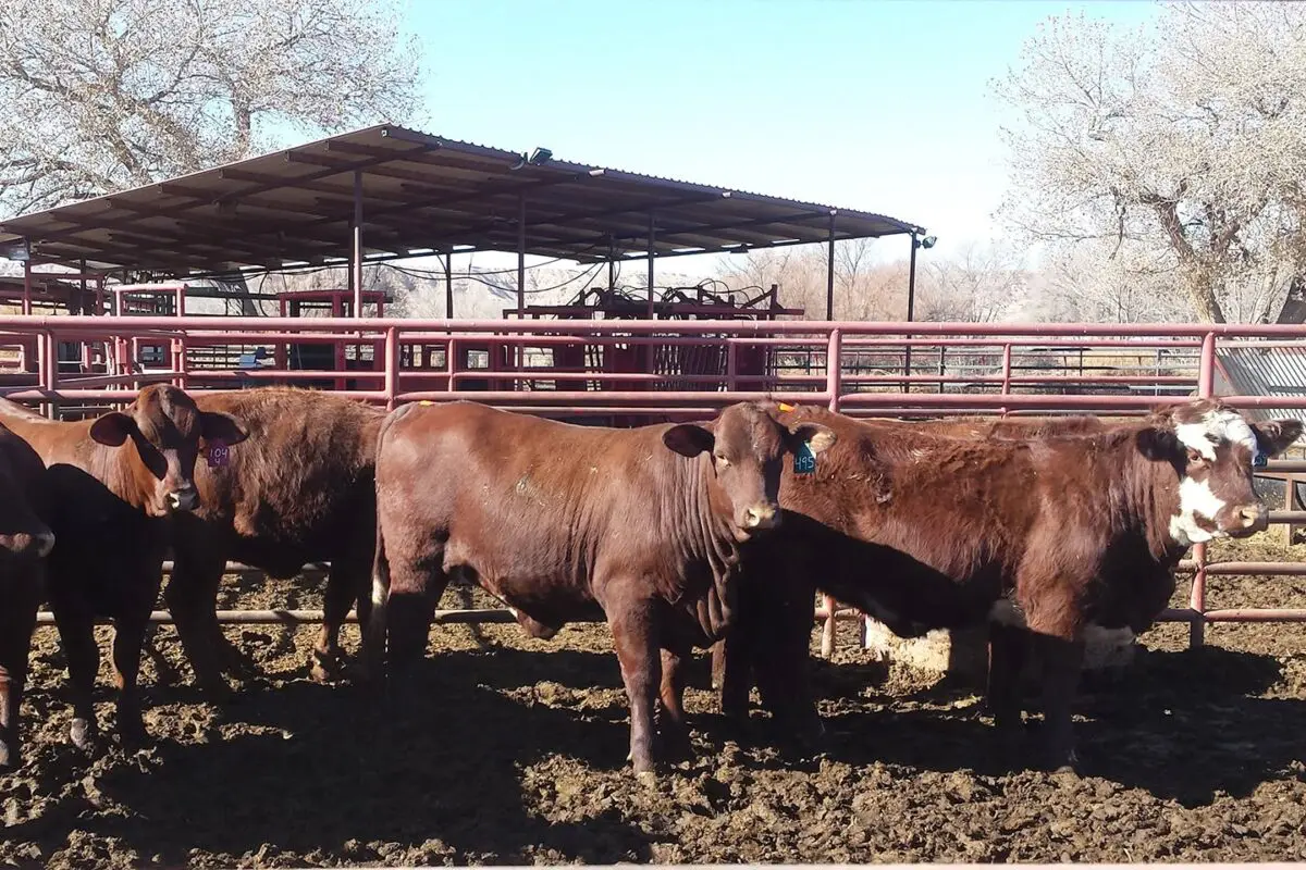 The 2026 Feeding the Economy report revealed New Mexico’s food and agriculture industry has an economic impact of $50 billion. According to the latest New Mexico Agriculture Statistics Bulletin, cattle and calves are the state’s No. 1 cash commodity with a production value of $1.72 billion. (Photo courtesy New Mexico Department of Agriculture)