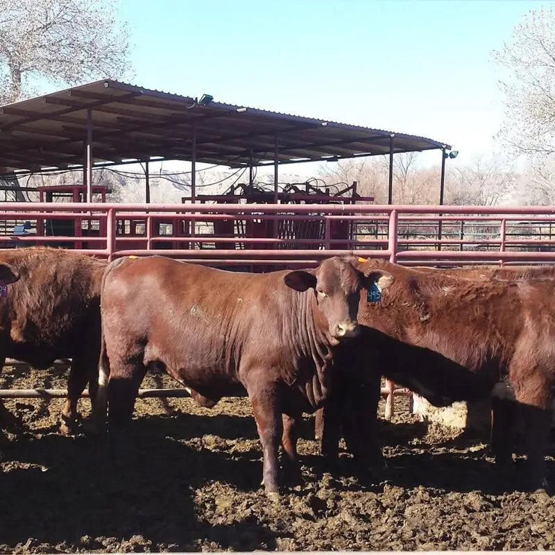 New Mexico cattle growers say Trump’s always changing beef policies are “troubling” and send “wrong signal at the wrong time”