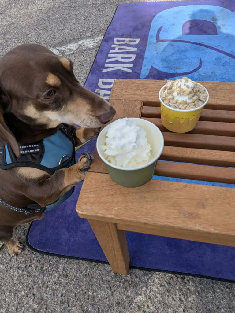 Tater Tot enjoys some tasty treats from the Bark Bar. (Kevin Hendricks)