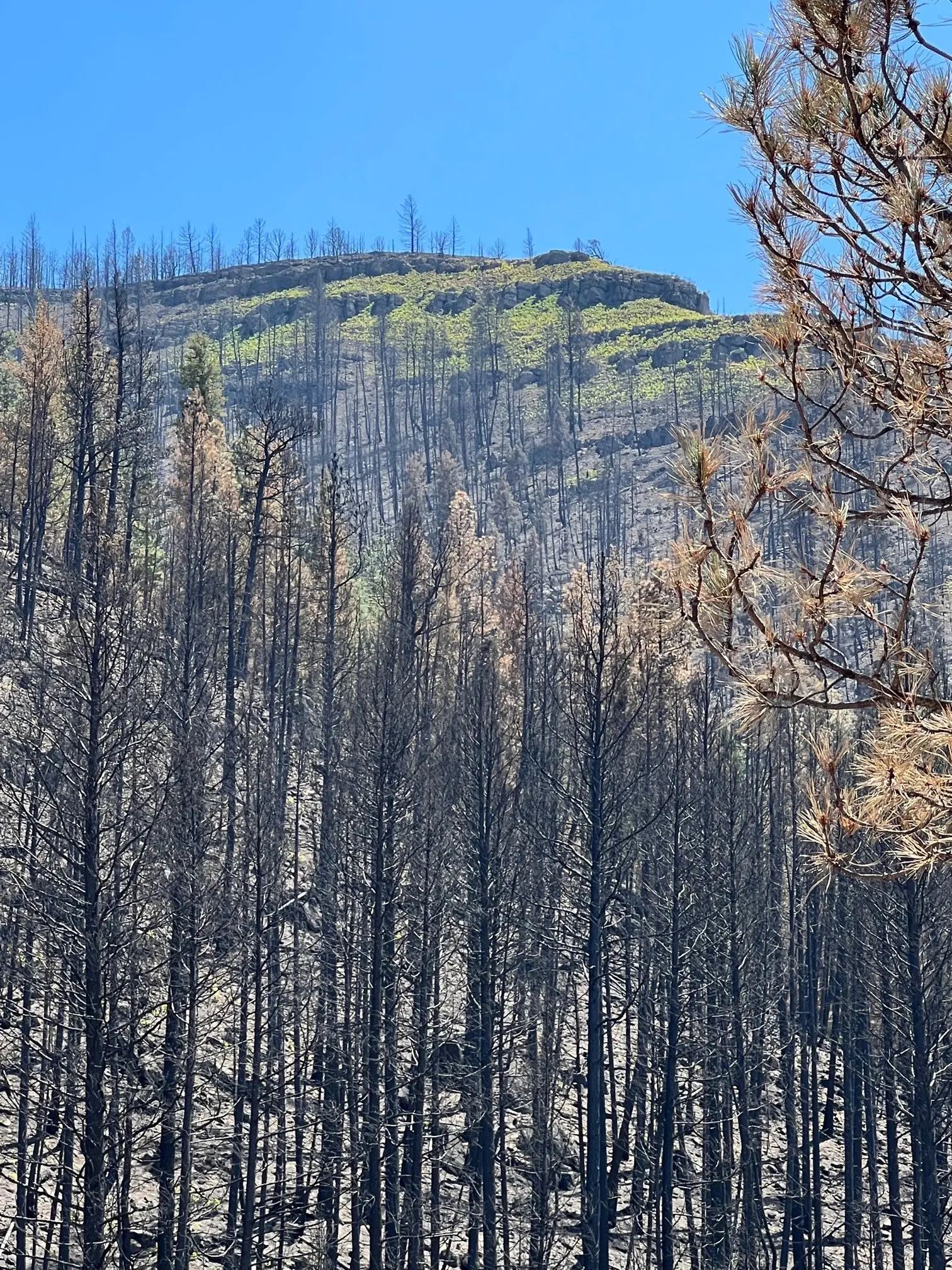 Vegetation begins to return above the burn scar left by the Hermits Peak/Calf Canyon Fire near Las Vegas on June 1, 2022. New Mexico is seeking more than $61 million from FEMA for ongoing flood control and debris removal. (Photo by Alexander Norway/U.S. Army Corps of Engineers)