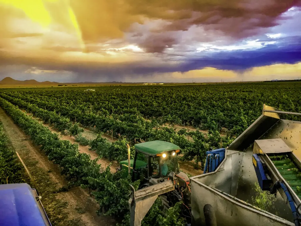a view from our harvester as we harvest at our family-owned vineyard 40 miles west of Deming near lordsburg taken just after sunrise
