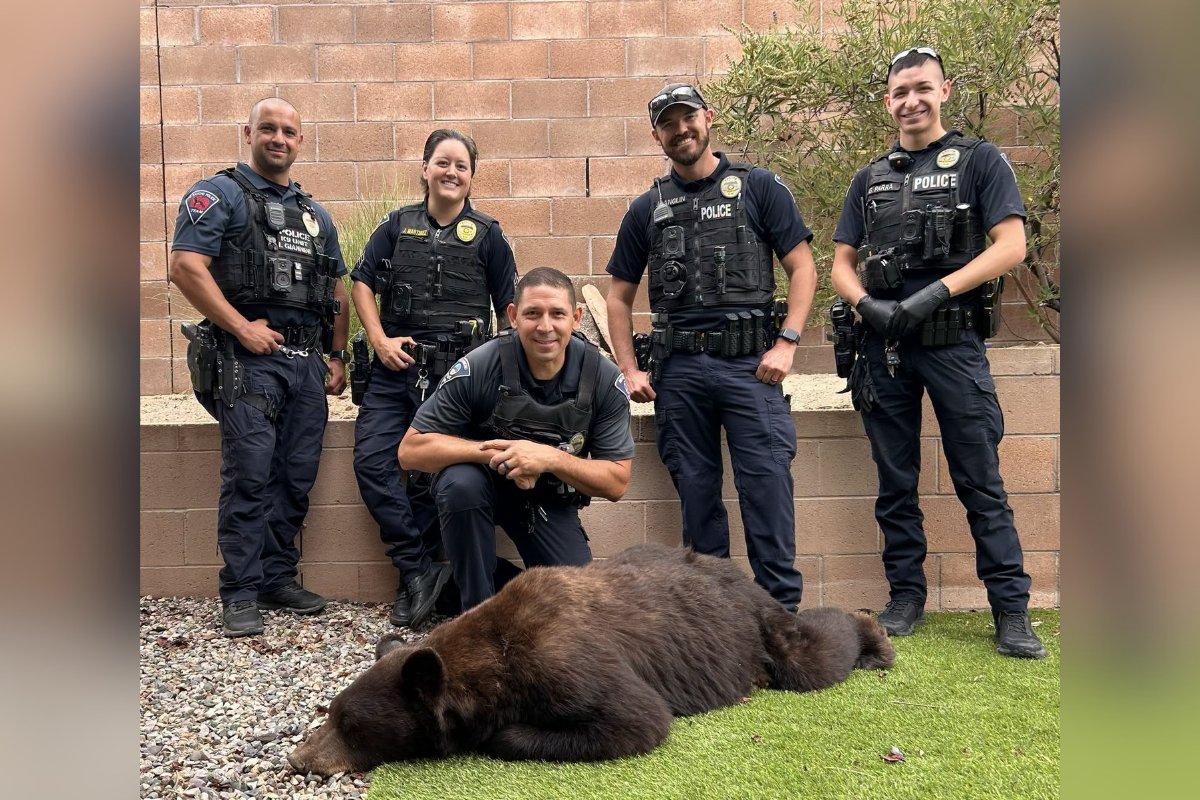 Rio Rancho's summer bear surge continued Tuesday when police and state wildlife officers tranquilized and relocated an animal roaming the Cabezon neighborhood.