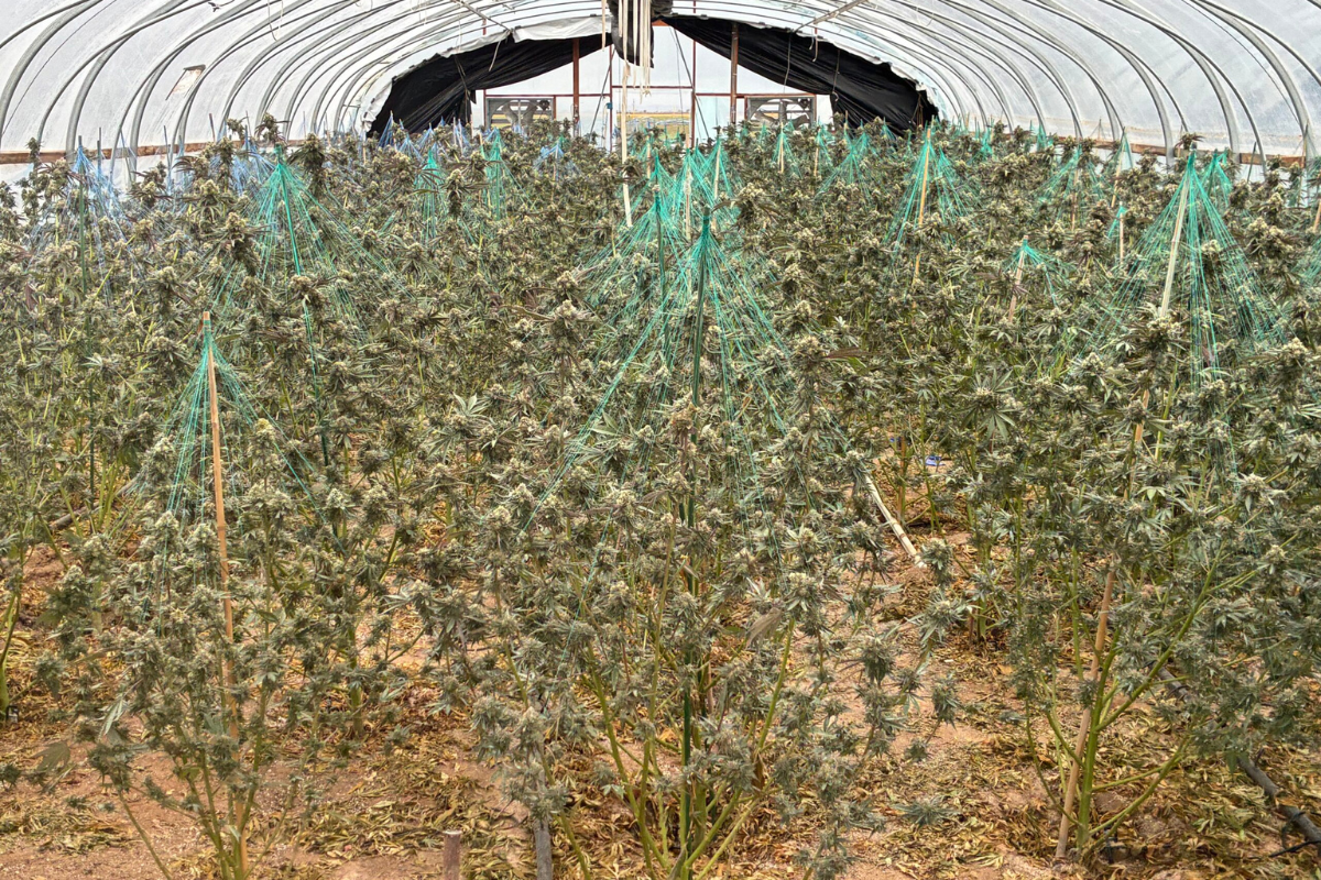 Twenty-one greenhouses near Estancia went from green to gone Thursday after state agents seized an estimated 6,300 illegal cannabis plants, about 10.5 tons of weed, from a large-scale grow on Howell Road.
