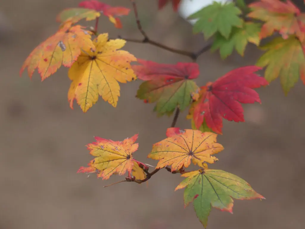 A photo of Japanese maple leaves