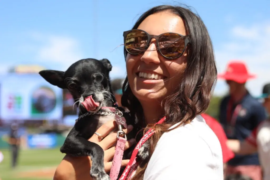 A woman in sunglasses holds a small chihuahua.