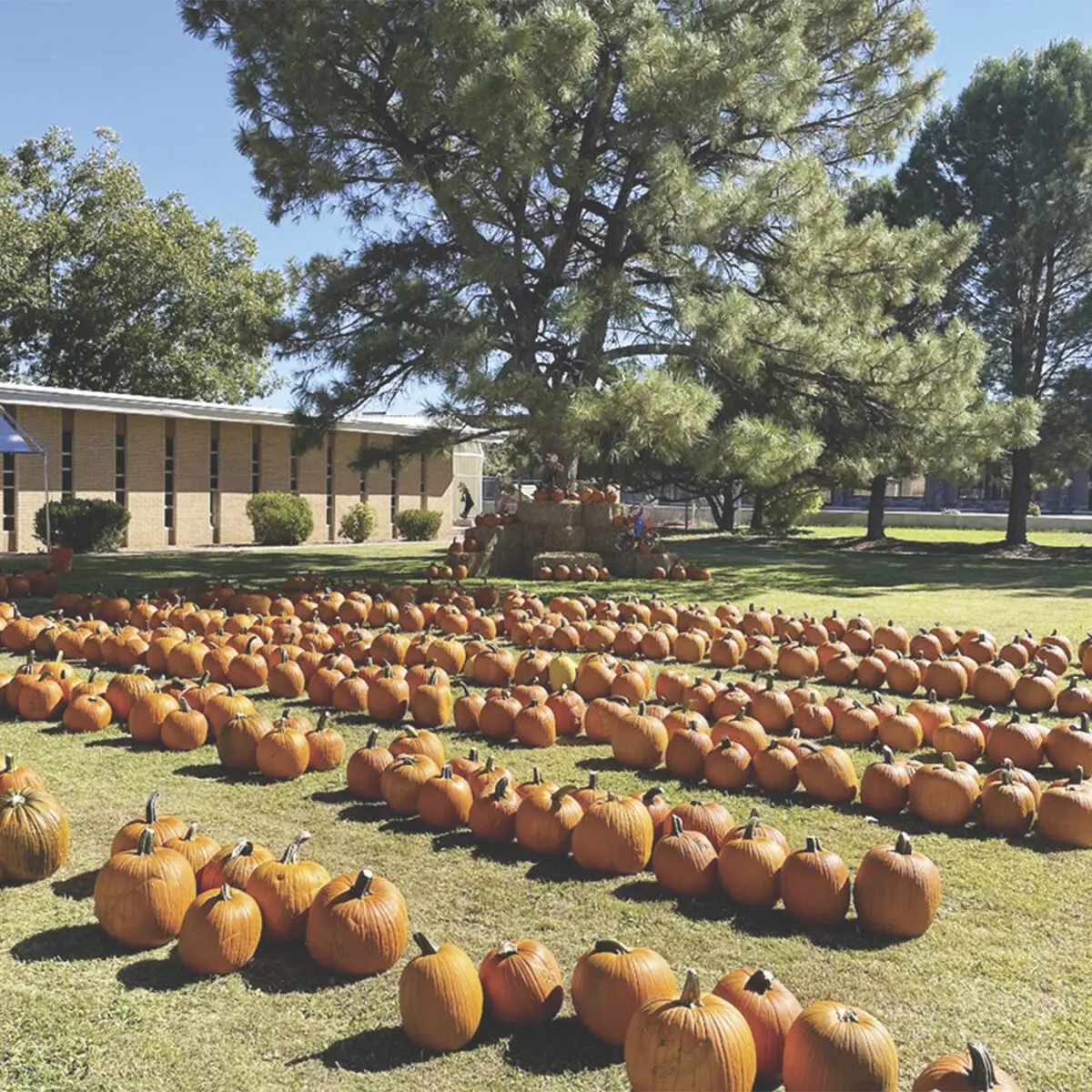 For the love of neighbors, friends and pumpkins
