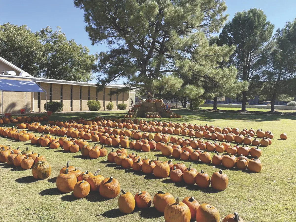 Pumpkins in Roswell