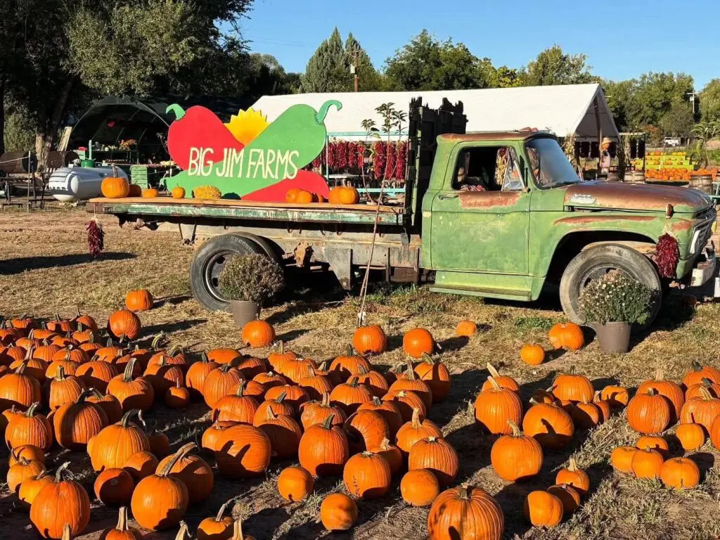 Part of the pumpkin patch at Big Jim Farms (Courtesy of Big Jim Farms) 