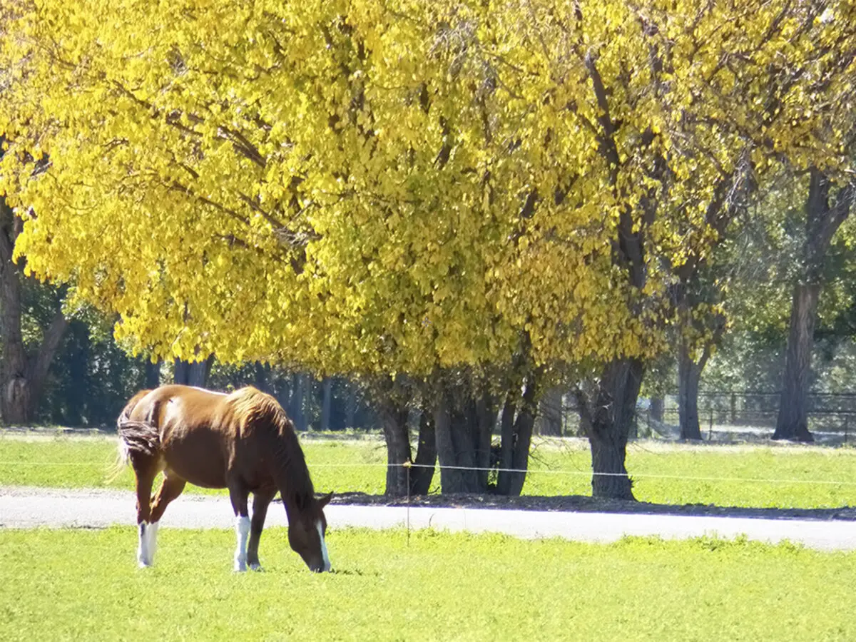 Golden cottonwoods brighten Chaves County landscape