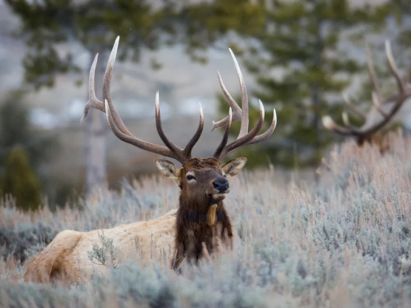 Tag, you’re out? AG says outfitter set-aside for big game hunts violates NM Constitution