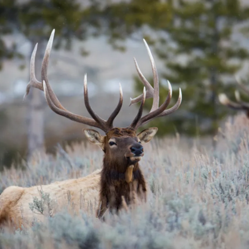 Tag, you’re out? AG says outfitter set-aside for big game hunts violates NM Constitution