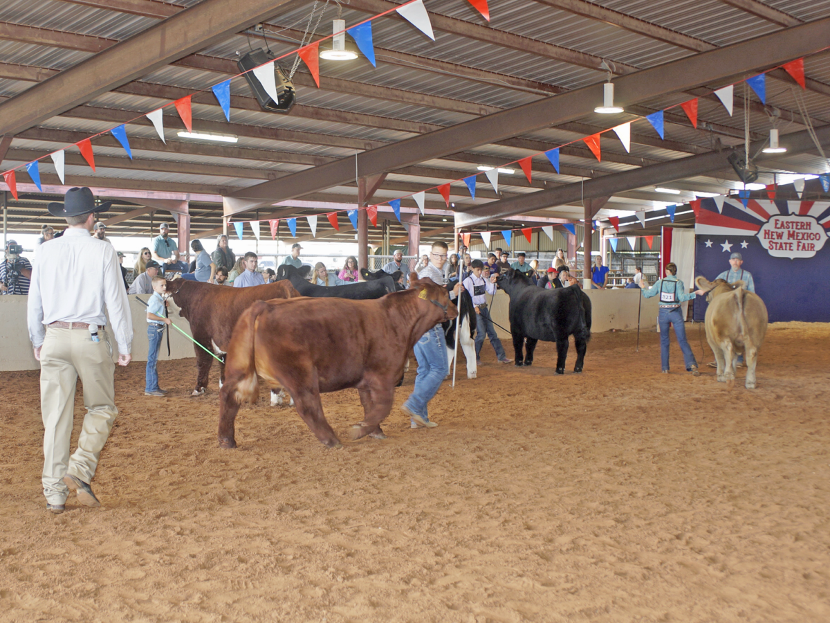 A judge looks over the entries in the New Mexico Bred Steer Show at the Eastern New Mexico State Fair Wednesday.