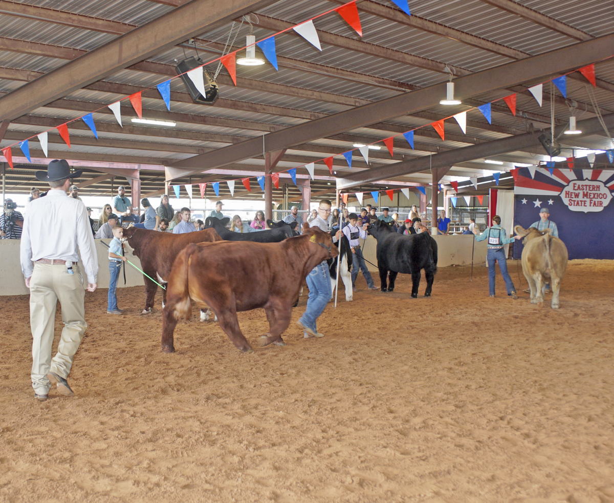 A judge looks over the entries in the New Mexico Bred Steer Show at the Eastern New Mexico State Fair Wednesday.