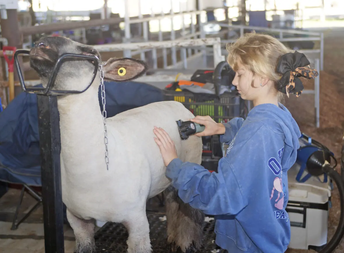 Adeline Zeile carefully trims her blackface sheep in preparation for showing at the Eastern New Mexico State Fair.
