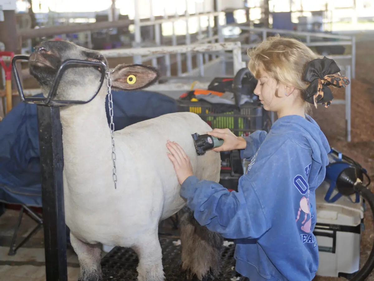Adeline Zeile carefully trims her blackface sheep in preparation for showing at the Eastern New Mexico State Fair.