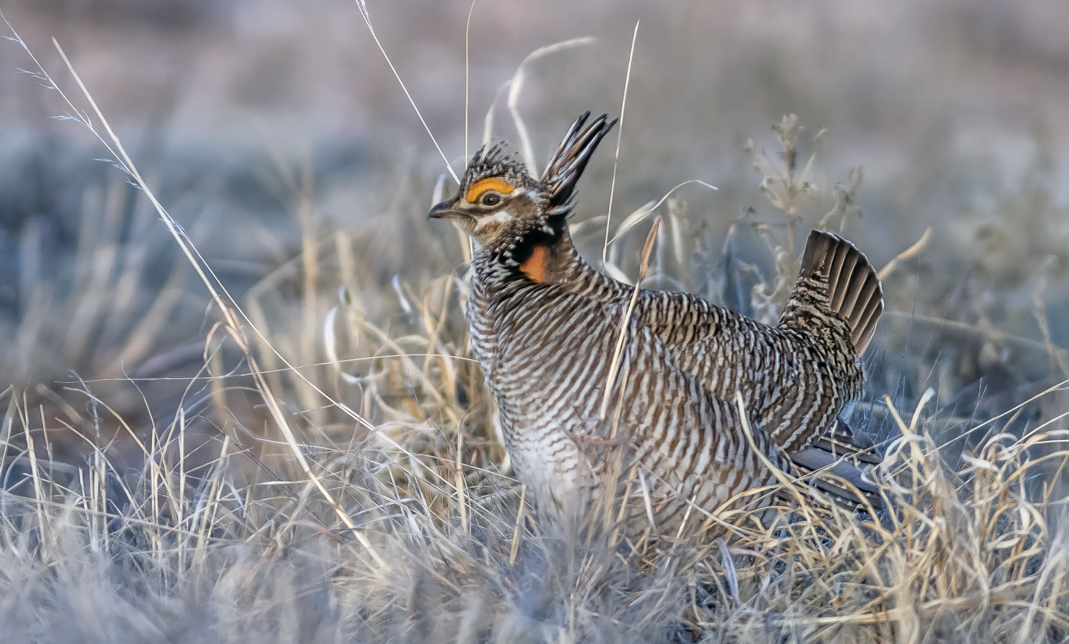 Feds say there’s a ‘serious defect’ in listing the lesser prairie ...
