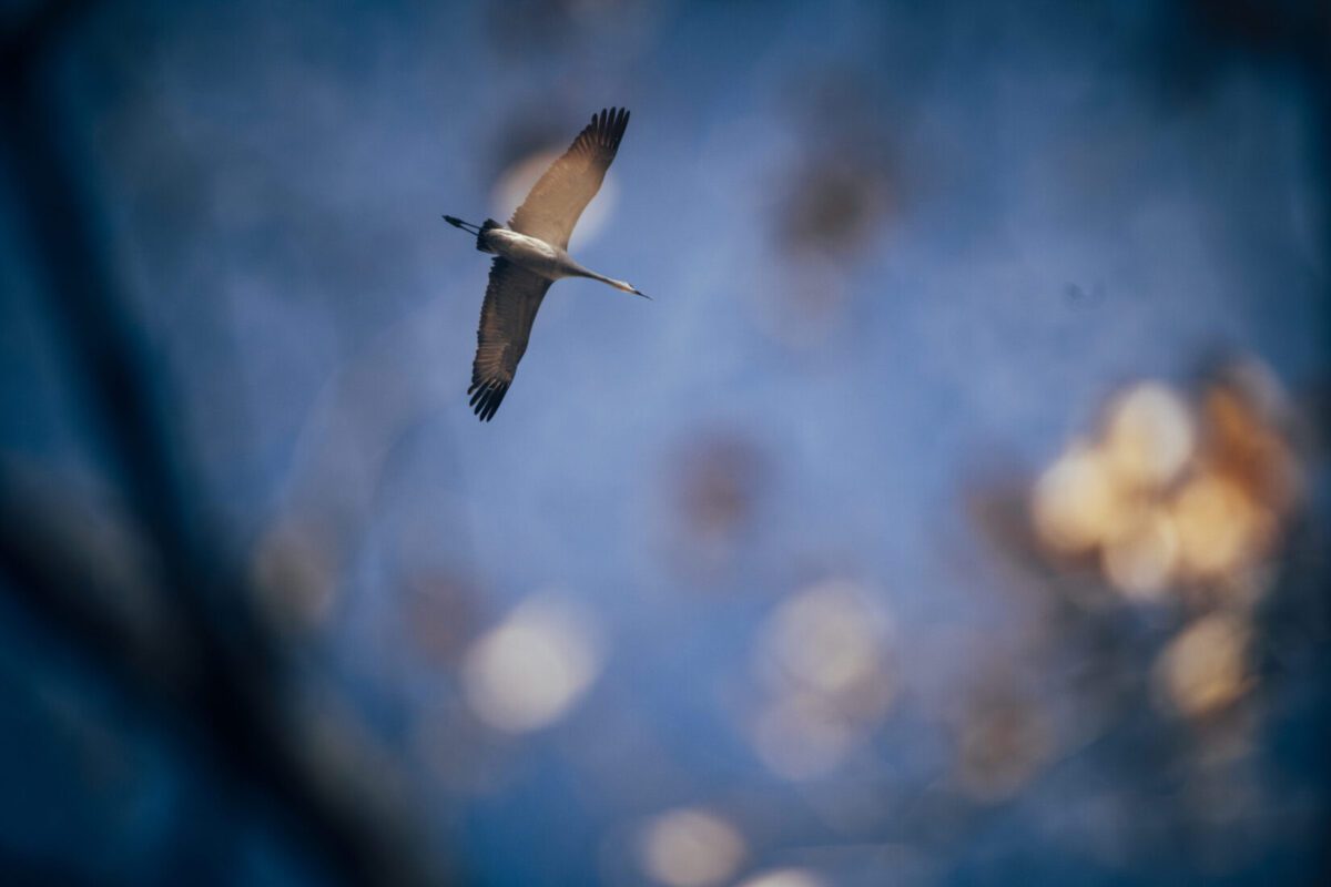 A Sandhill Crane flying above the Bosque in Albuquerque. Photo by Roberto E. Rosales/City Desk Abq