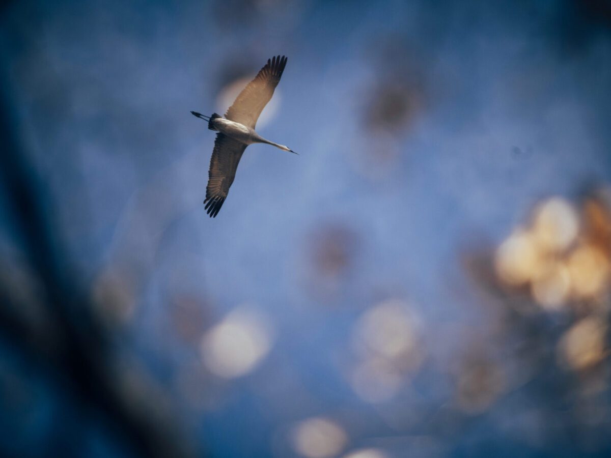 A Sandhill Crane flying above the Bosque in Albuquerque. Photo by Roberto E. Rosales/City Desk Abq