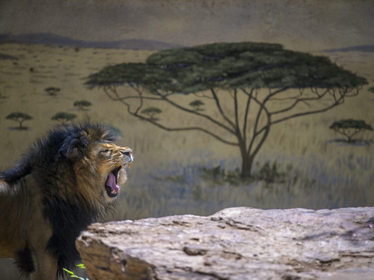 A lion roars at the Albuquerque Zoo.