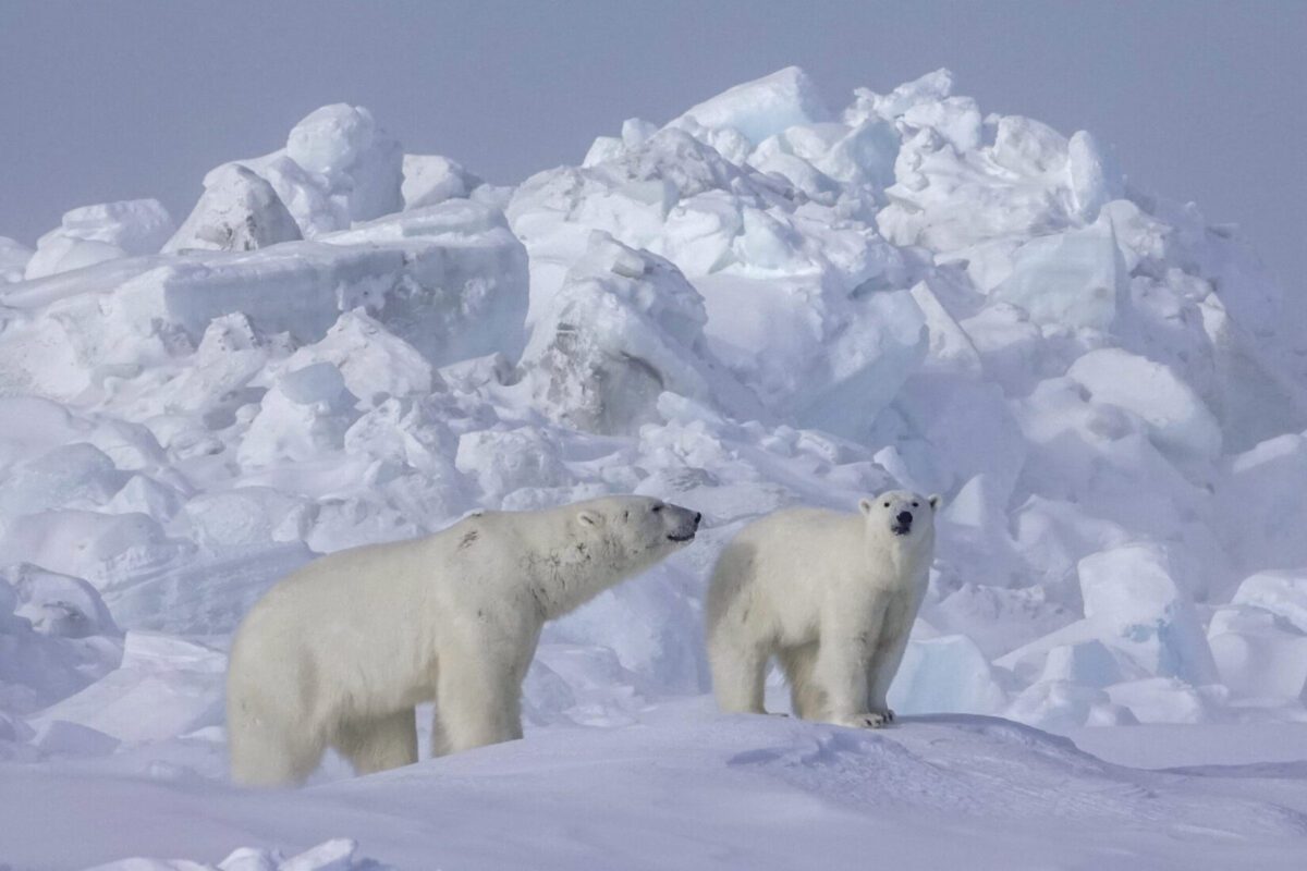 Polar bear fur could help scientists determine how to replace human-made fibers often treated with toxic “forever chemicals.”