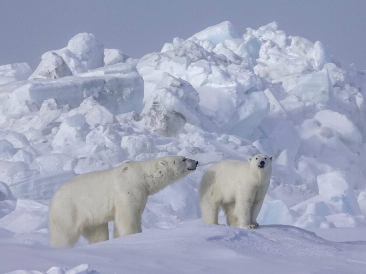 Polar bear fur could help scientists determine how to replace human-made fibers often treated with toxic “forever chemicals.”