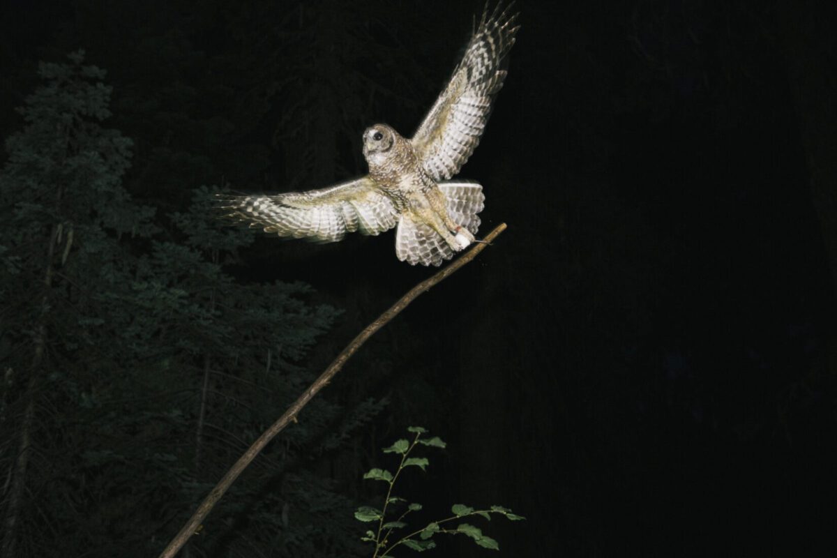A female northern spotted owl.