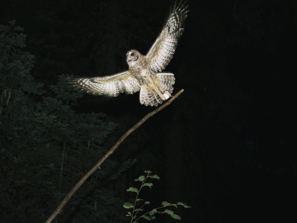 A female northern spotted owl.