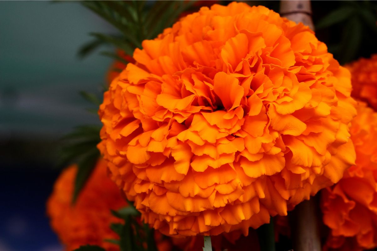 A marigold is pictured, Wednesday, May 7, 2025, during the Cedar Crest Farmers Market. (Hannah Grover)