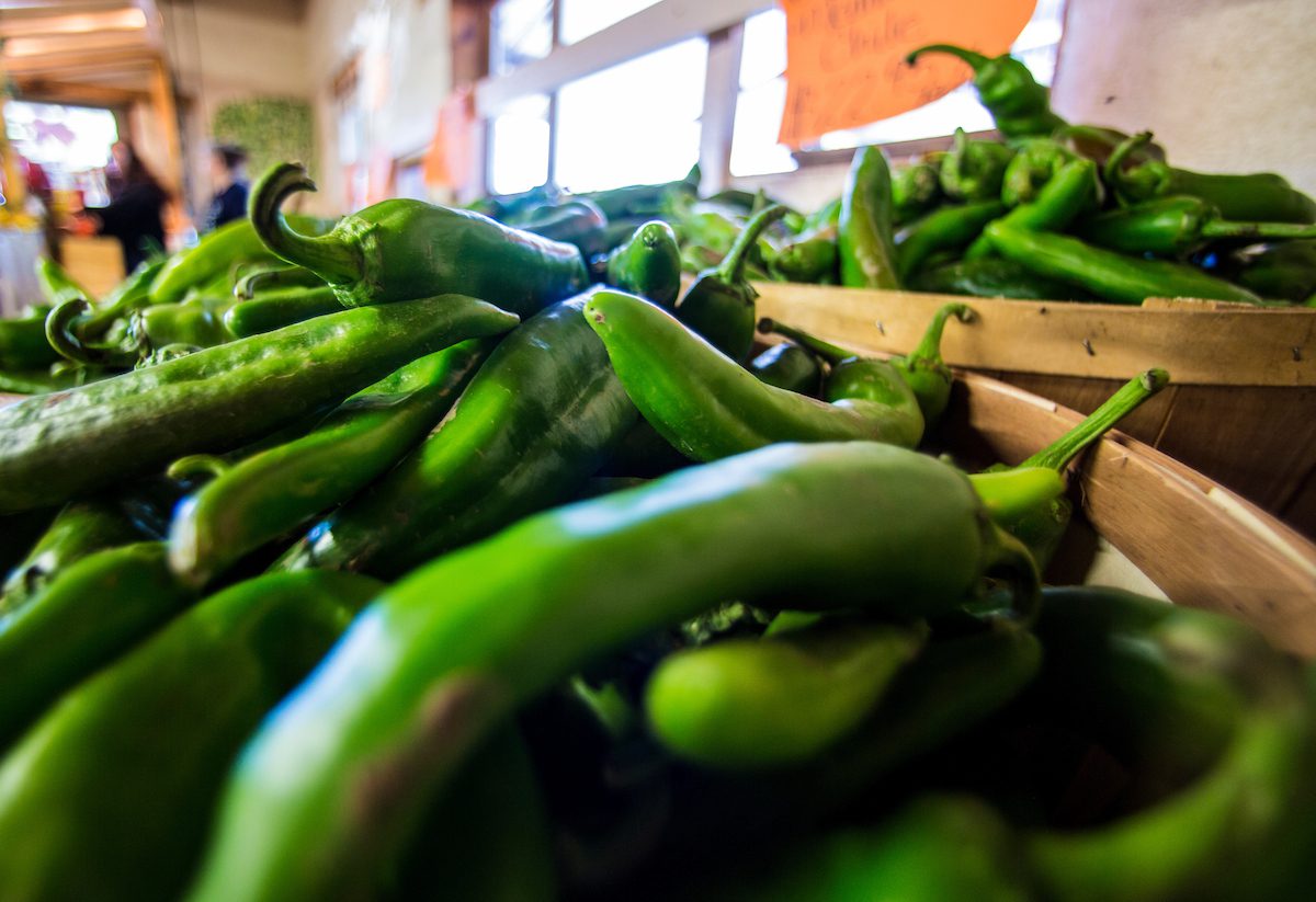 Green chile harvest