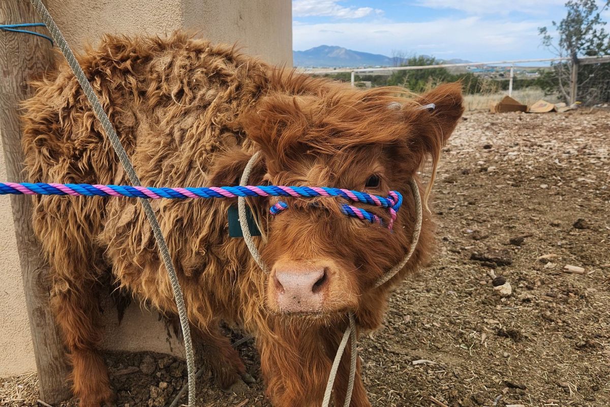 The Milligan Ranch Petting Zoo will be bringing animals to Venus Park on July 10. (Milligan Ranch Petting Zoo)