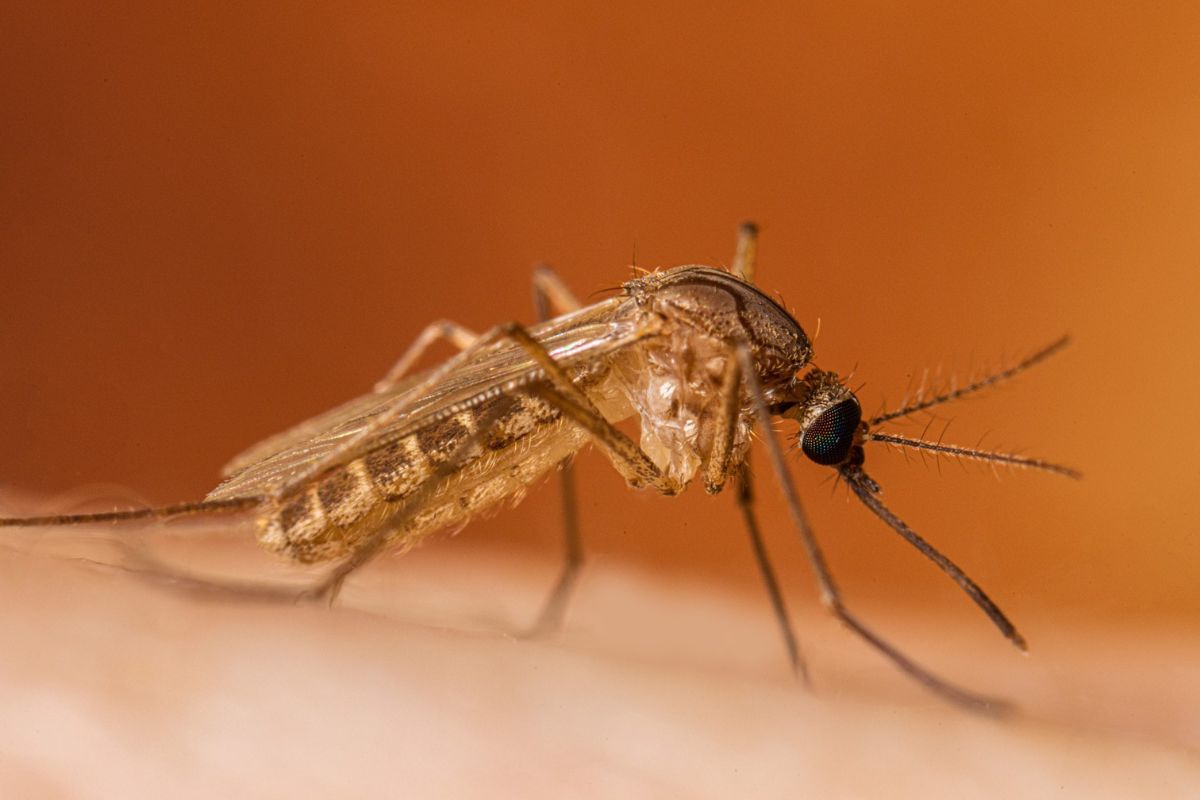 New Mexico health officials are urging residents to take precautions against mosquito bites as the peak season for West Nile virus approaches.